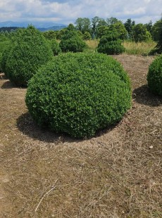 SEMPERVIRENS 