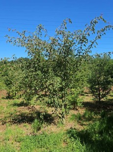 Davidii
