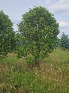  FRAGRANS