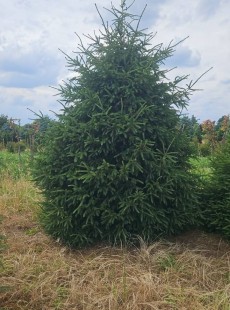 PICEA 