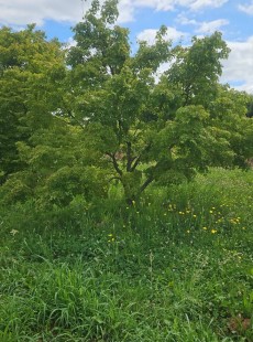 PICEA 