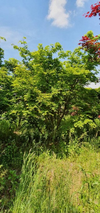 PALMATUM