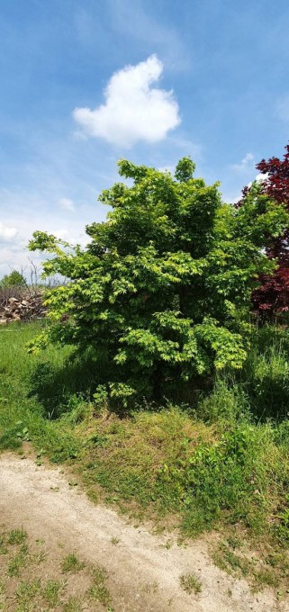 PALMATUM