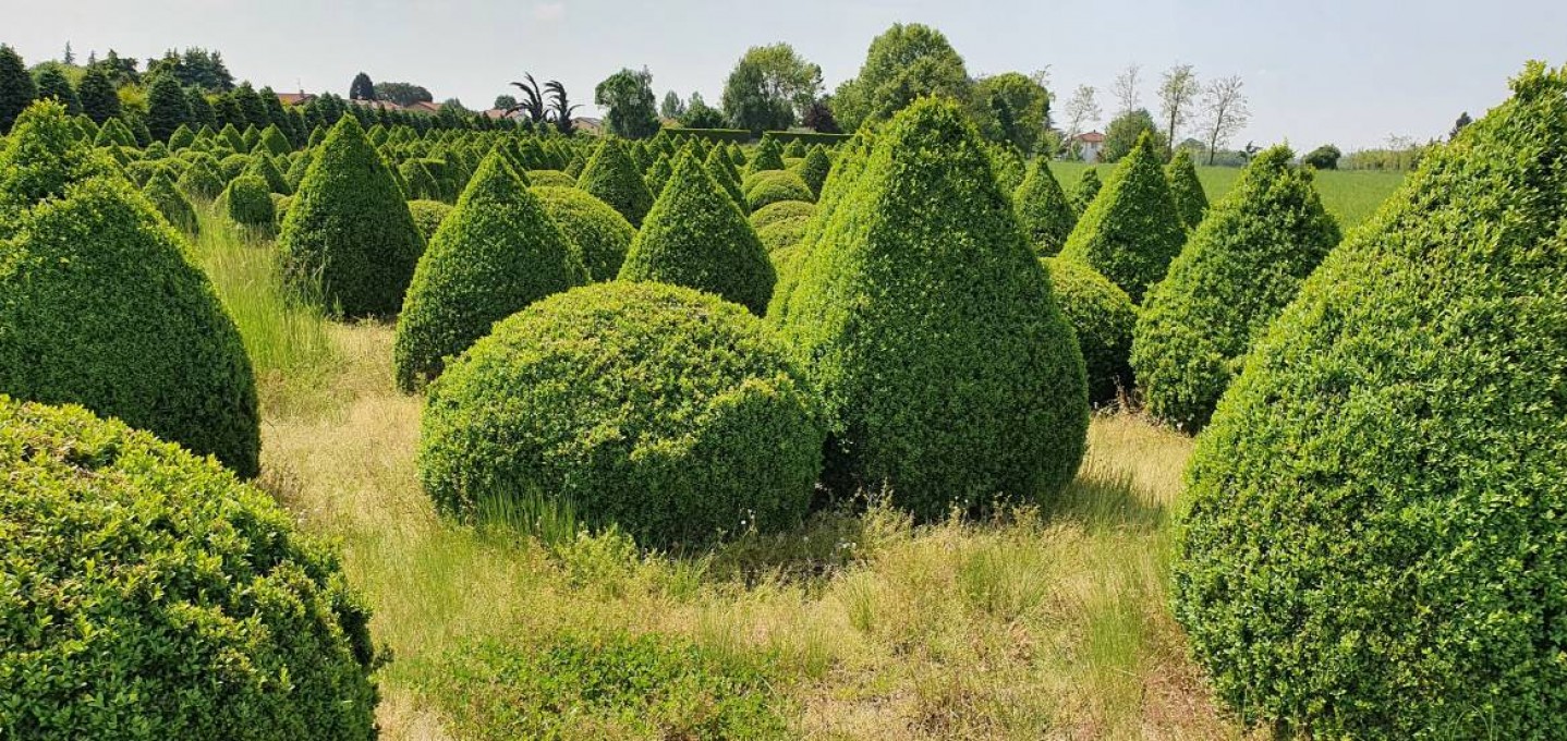MICROPHYLLA 