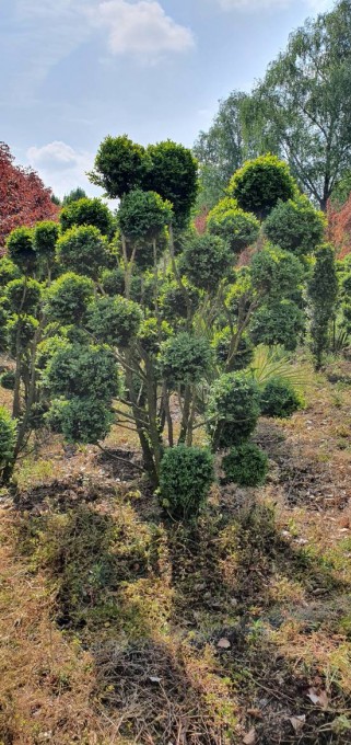 SEMPERVIRENS 