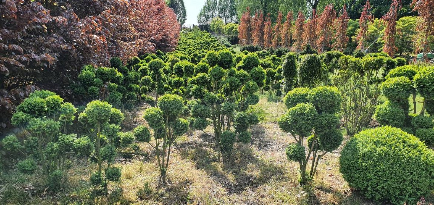 SEMPERVIRENS 