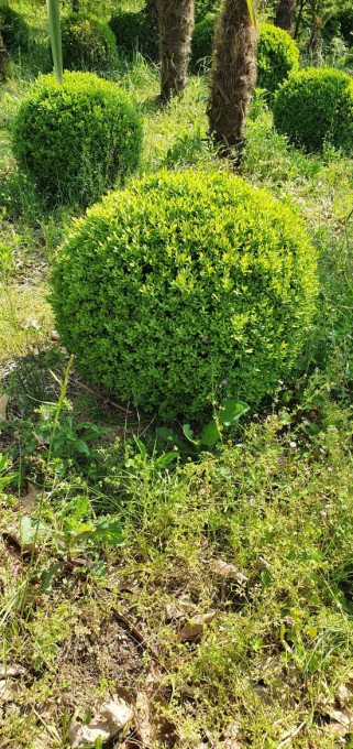SEMPERVIRENS 