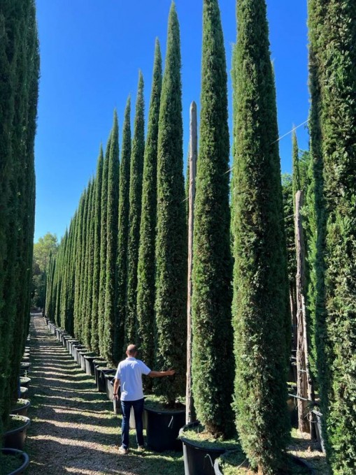  SEMPERVIRENS  