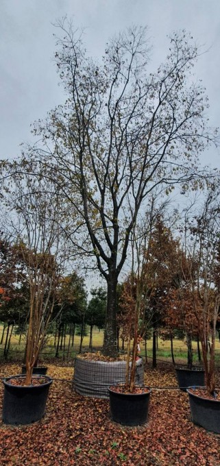 AUSTRALIS