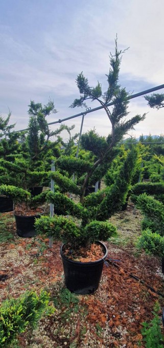 LEYLANDII 