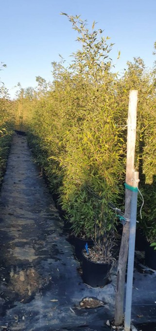 PHYLL. 
