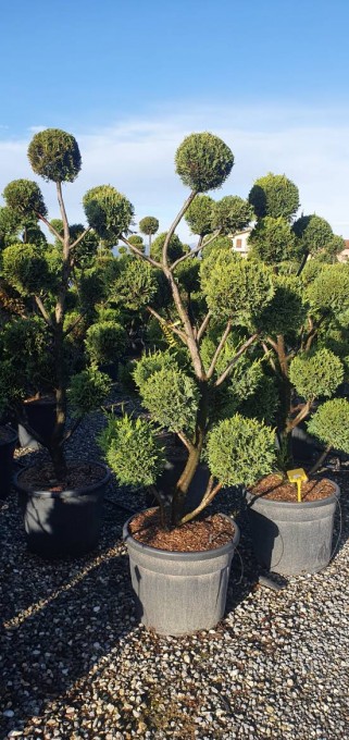 LEYLANDII 