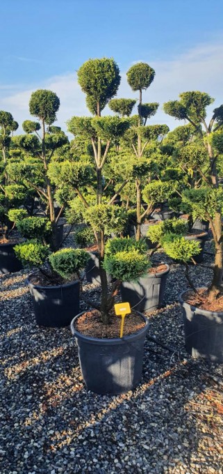 LEYLANDII 