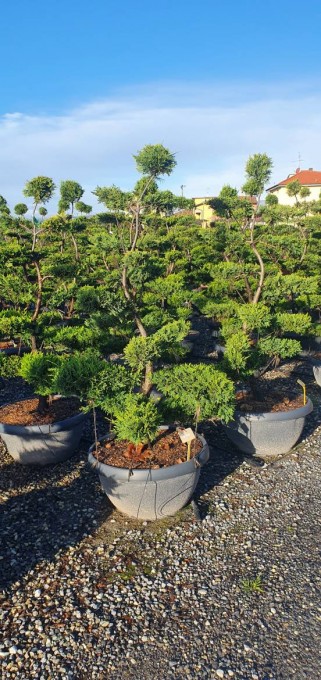 LEYLANDII 