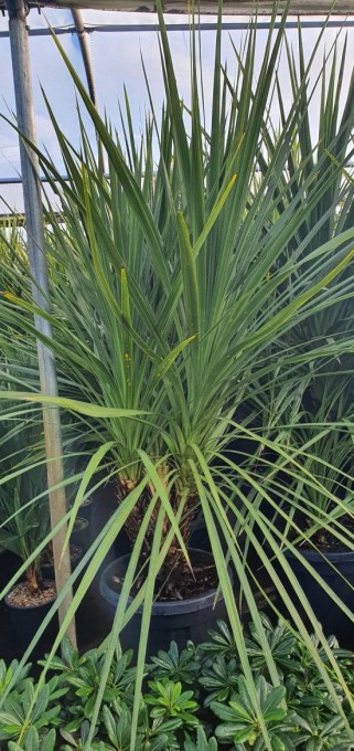 AUSTRALIS