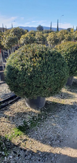 MICROPHYLLA 