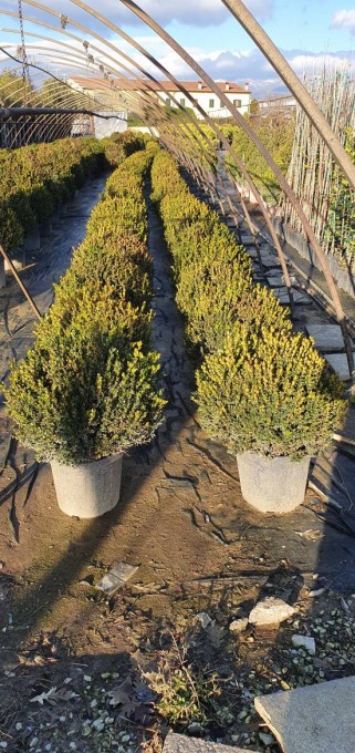 MICROPHYLLA 