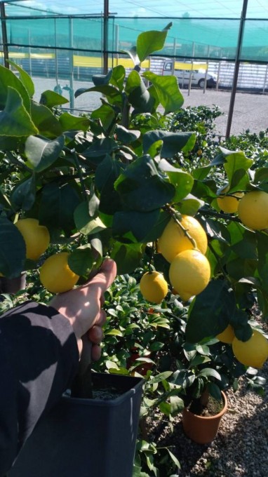 LIMON
