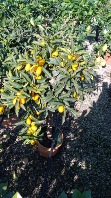 JAPONICA