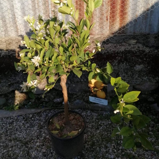 LIMETTA 
