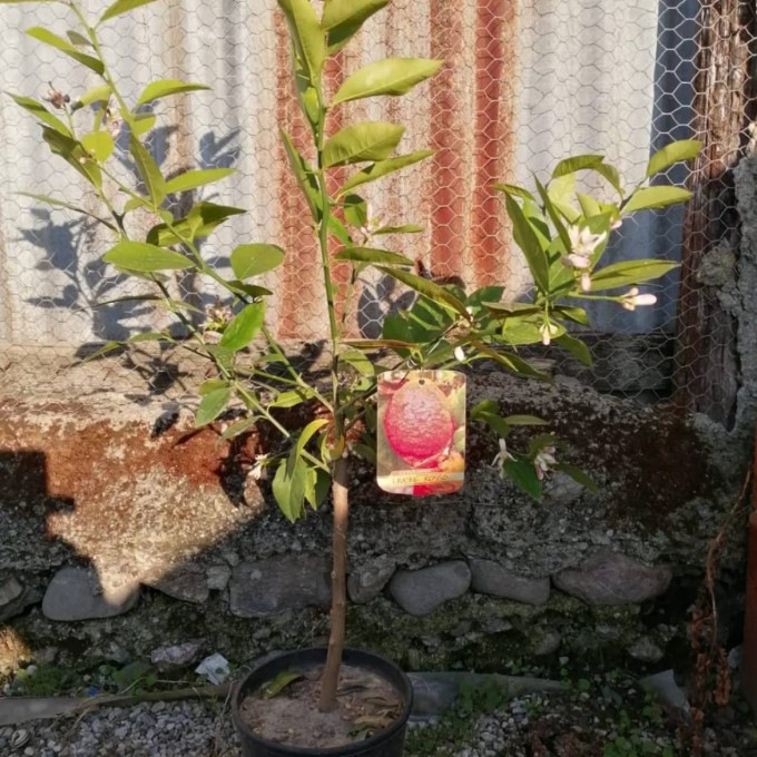 AURANTIFOLIA Red (Red Lime)