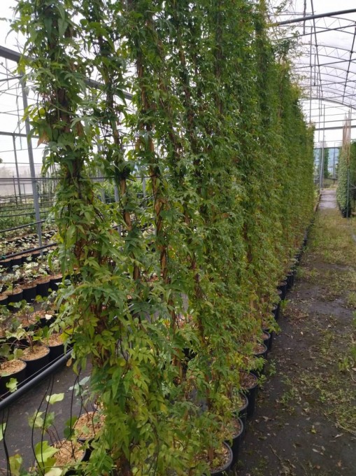 POLYANTHUM