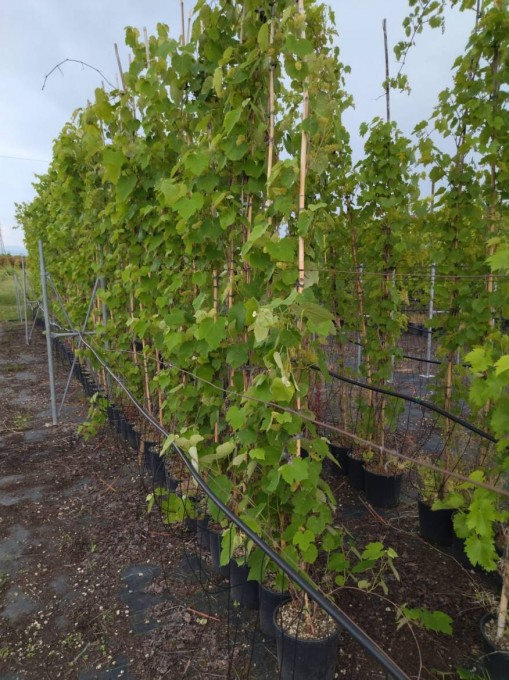 VINIFERA