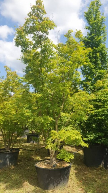 PALMATUM