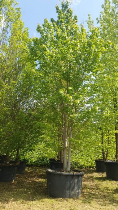 RUBRUM  