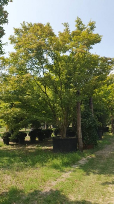 PALMATUM