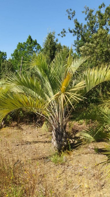 CAPITATA