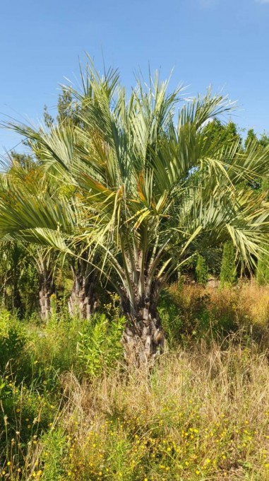 CAPITATA