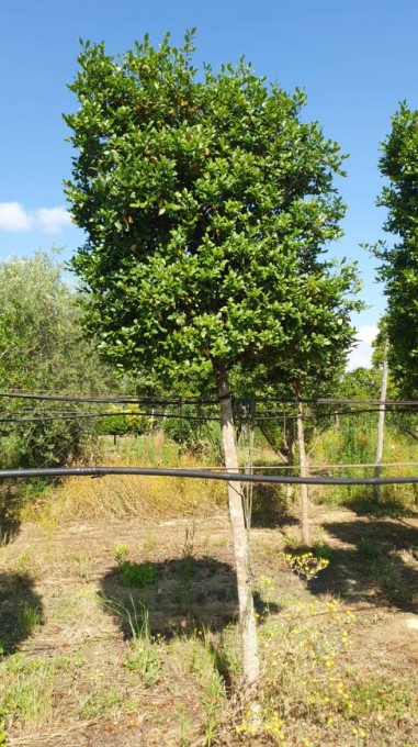 SASANQUA