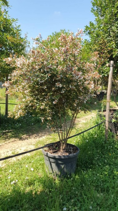 GRANDIFLORA 