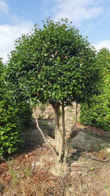 JAPONICA