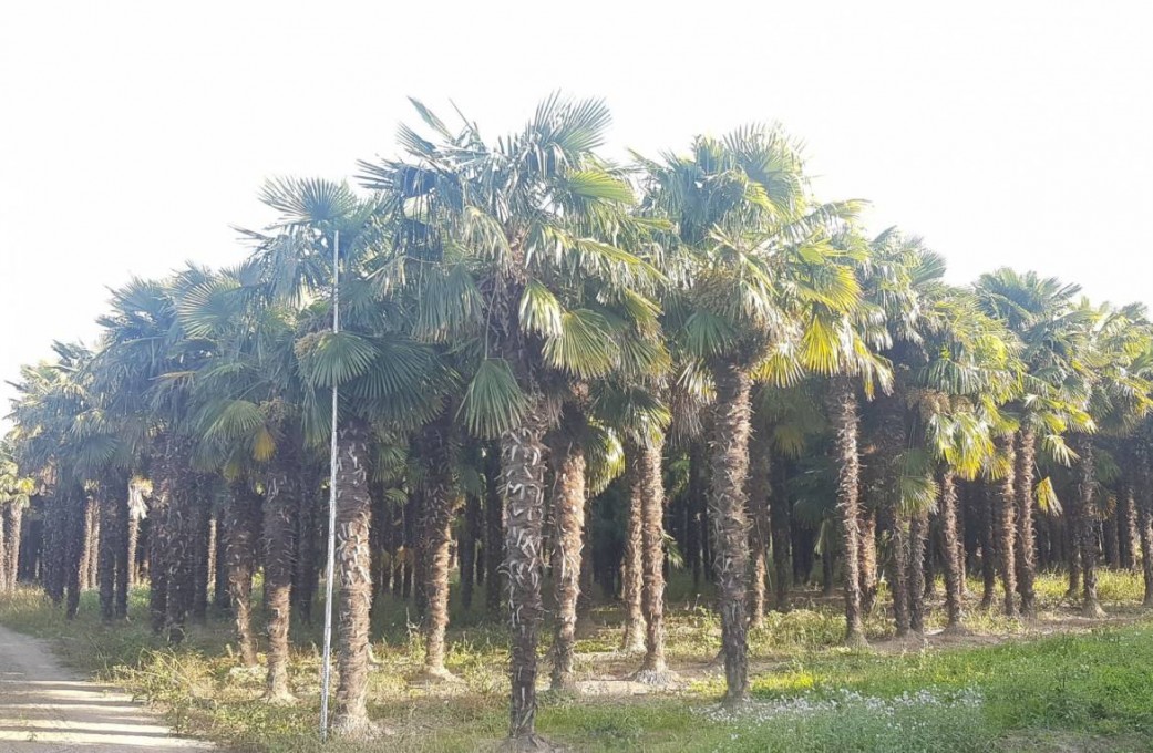 FORTUNEI