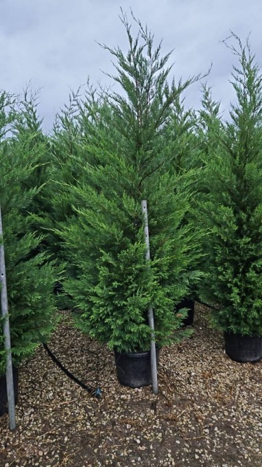 LEYLANDII