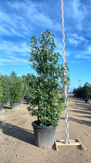 CAMPHORA