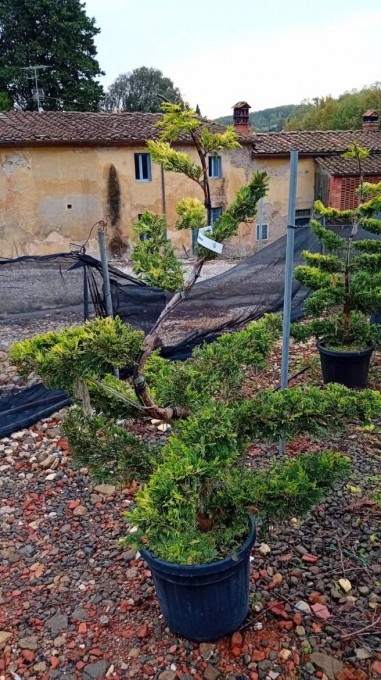 LEYLANDII 