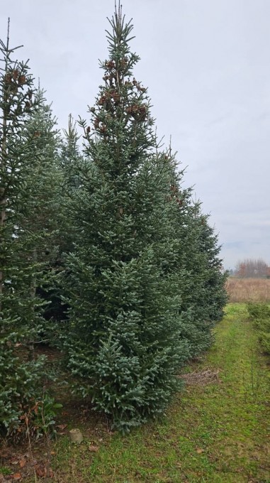 PINSAPO  