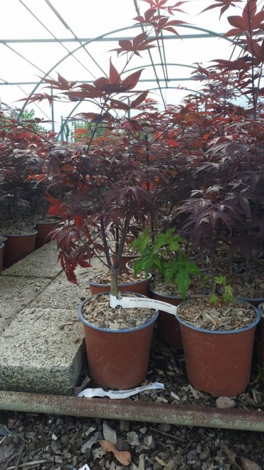 PALMATUM 
