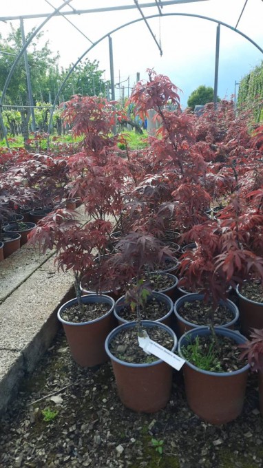 PALMATUM 