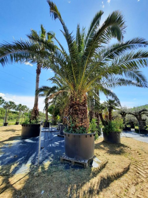 CANARIENSIS