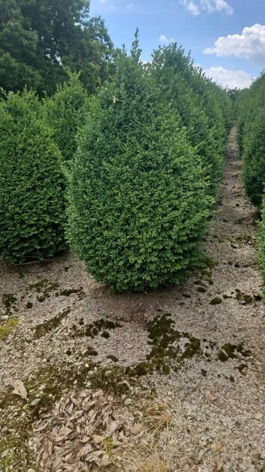 SEMPERVIRENS 