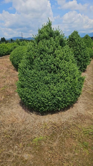 SEMPERVIRENS 