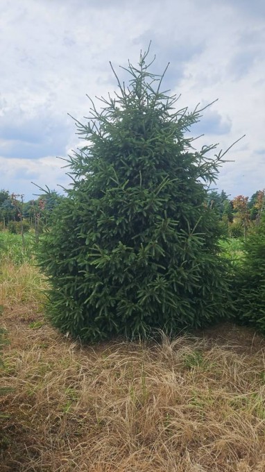 PICEA 