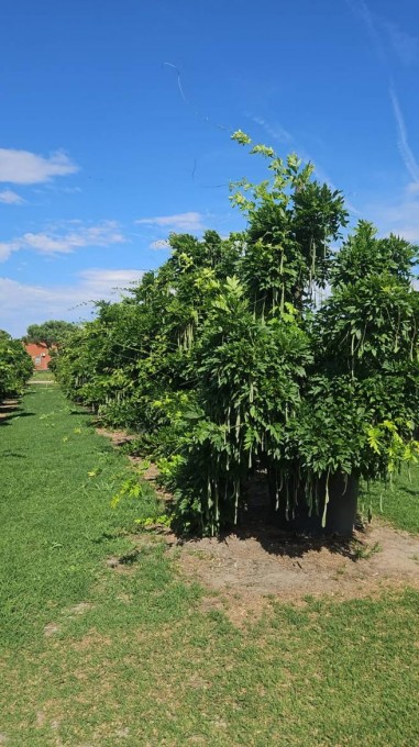 CHINENSIS