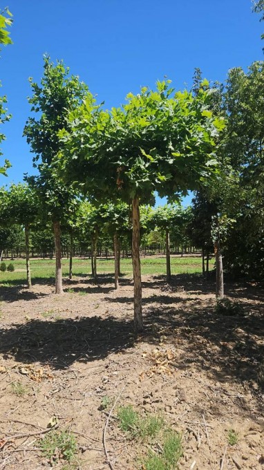ACERIFOLIA